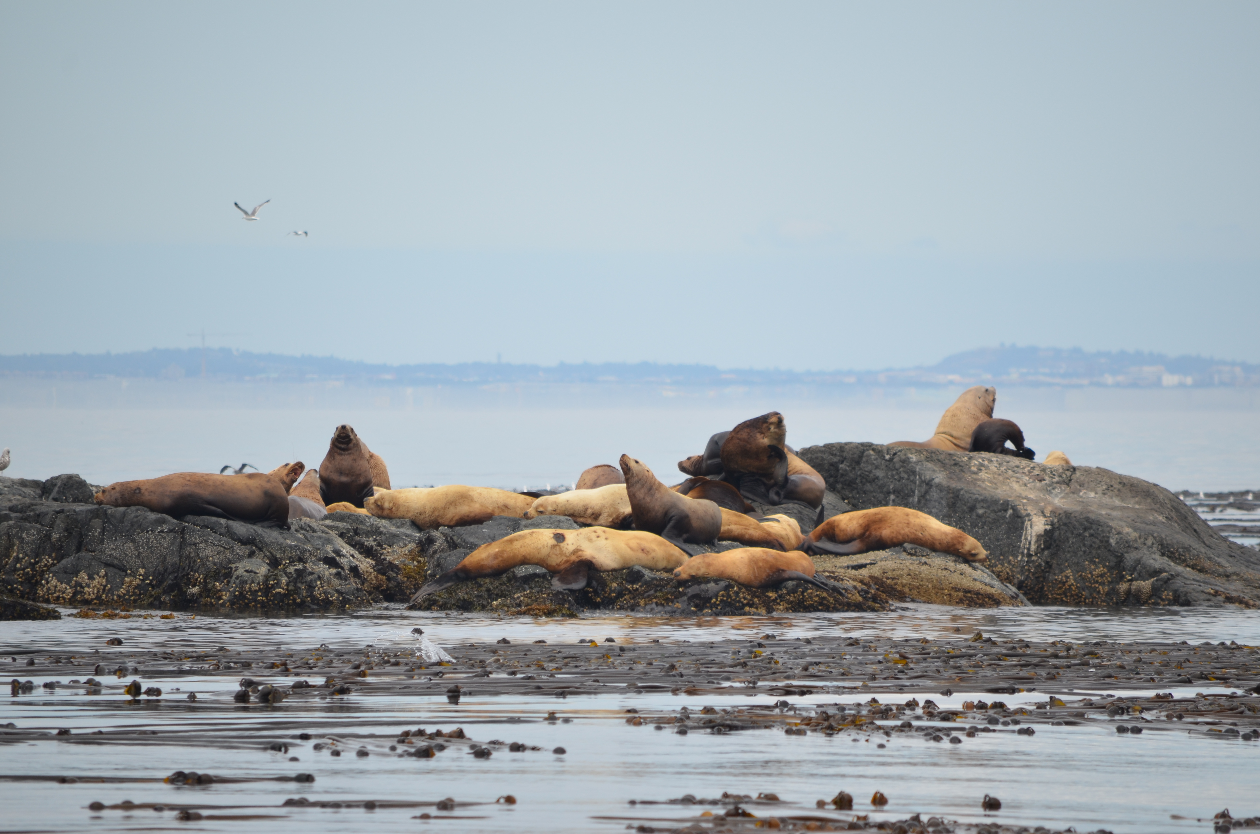photos/wildlife/Mammal_Species/Steller Sea Lion/DSC_0224.JPG